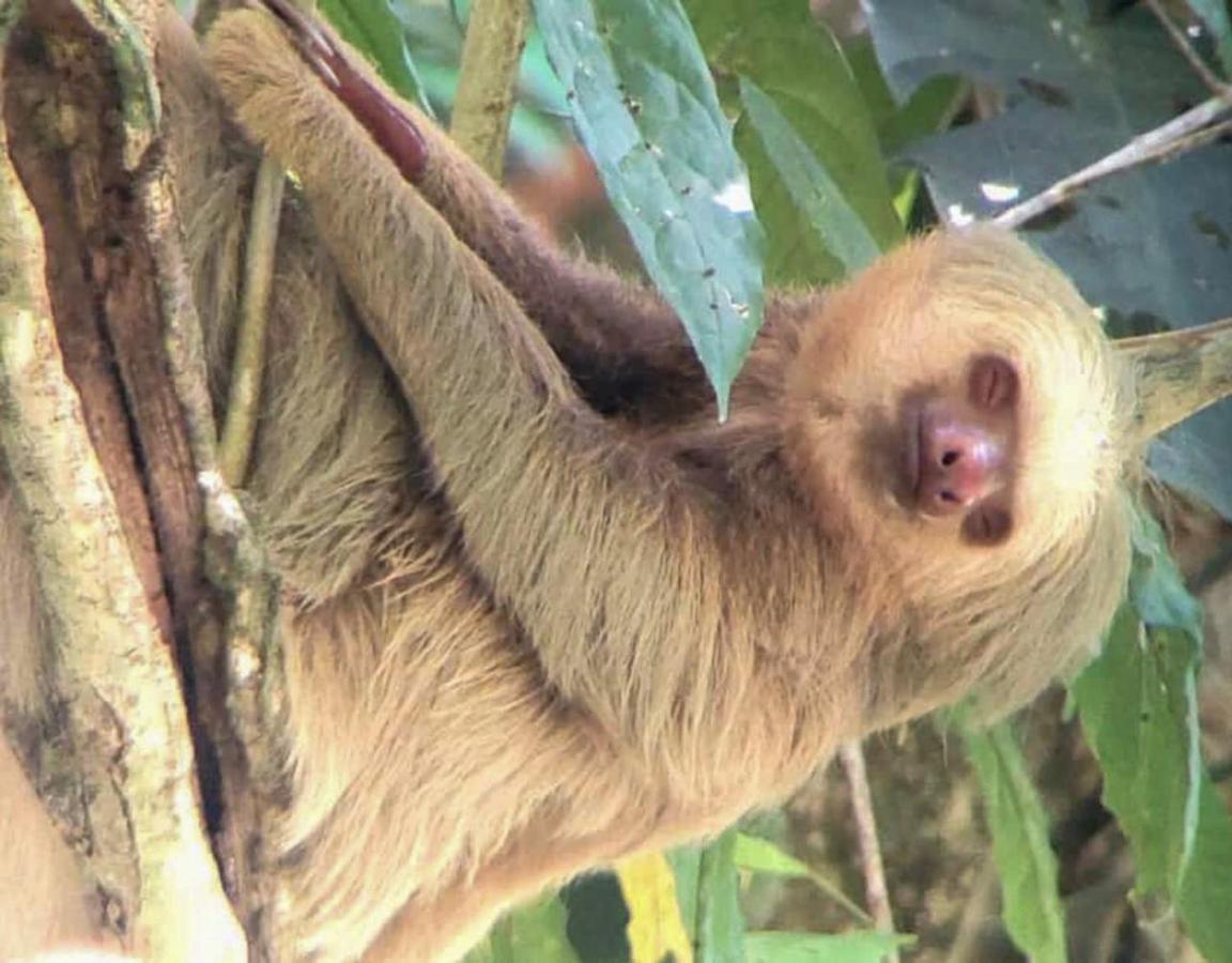 Hospedaje Colibri Manuel Antonio Zewnętrze zdjęcie